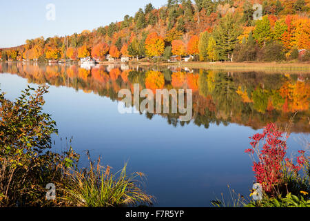 Brillanti colori autunnali si riflette in una liscia, lago calmo nella luce del mattino. Boccole in primo piano inquadrare la scena e disegnare il visualizzatore in. Foto Stock