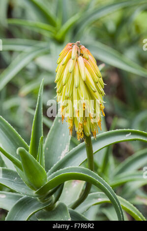 Aloe striatula nel giardino di Coleton Fishacre, Devon. Il giardino di Coleton Fishacre è in una valle tumbling con vario ed esotico di piantare in basso verso il mare. Foto Stock