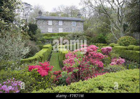 Giardino davanti alla casa di Plas yn Rhiw, Gwynedd. Il giardino contiene box-refilato vani, e arbusti compresa bright azalee. Foto Stock