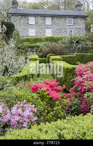 Giardino davanti alla casa di Plas yn Rhiw, Gwynedd. Il giardino contiene box-refilato vani, e arbusti compresa bright azalee. Foto Stock