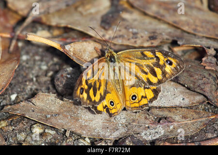 Comune (marrone Heteronympha merope) sul circuito di Phillip Island, Victoria, Australia. Foto Stock