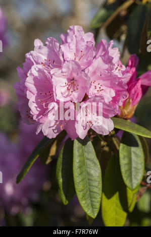 Rhododendron 'Endsleigh rosa' a Cotehele, Cornwall. Foto Stock