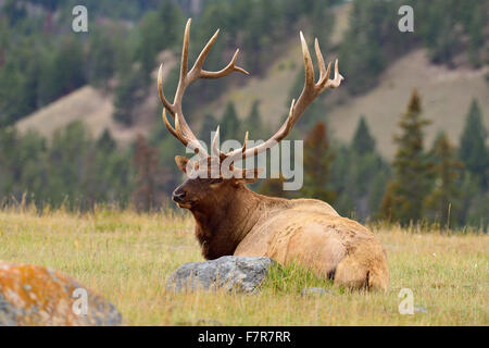 Un grande bull elk Cervus elaphus, che stabilisce in un prato erboso Foto Stock