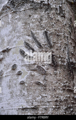 Un'immagine verticale della griffa animale segni nella corteccia di albero come egli fu scalata verso il tronco di albero Foto Stock