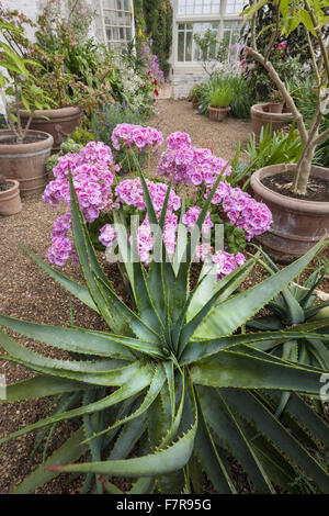 Aloe Vera cresce dentro la serra a Felbrigg Hall, i giardini e la station wagon, Norfolk. Foto Stock