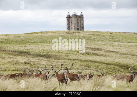 Cervi nei motivi del Lyme Park, casa e giardino, Cheshire. Lyme Park si trova nel 1400 acri di parco e ha una vista magnifica su Manchester e la pianura del Cheshire. Foto Stock