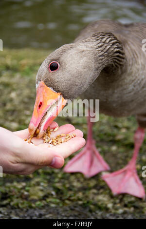 Oca Graylag essendo alimentato a mano grano Foto Stock