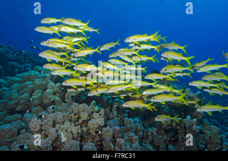 Secca di tonno albacora goatfish, Mulloidichthys vanicolensis, sulla barriera corallina a Marsa Alam, Egitto Foto Stock