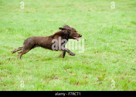 cocker spaniel che corre attraverso il campo Foto Stock