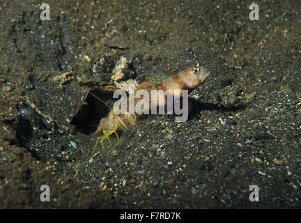 Avvistato boreale-ghiozzo, Amblyeleotris guttata, con pistola gamberetti, Tulamben, Bali, Indonesia Foto Stock