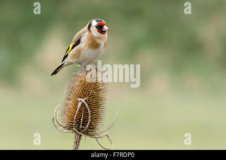 Cardellino su teasel, Carduelis carduelis, Lancashire, Inghilterra, i loro lunghi becchi sottili consentono loro di estrarre altrimenti inaccessibl Foto Stock