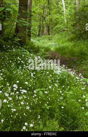 Molla di rinforzo di fiori di campo un percorso attraverso Gibridding legno, Staffordshire. Foto Stock