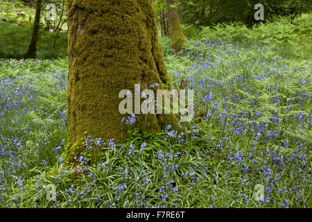 Bluebells crescendo in Skelghyll boschi vicino a Ambleside, Cumbria. Foto Stock