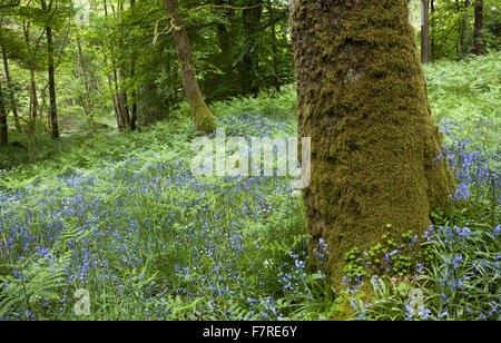 Bluebells crescendo in Skelghyll boschi vicino a Ambleside, Cumbria. Foto Stock