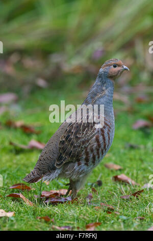 La starna (Perdix perdix) ritratto maschile Foto Stock