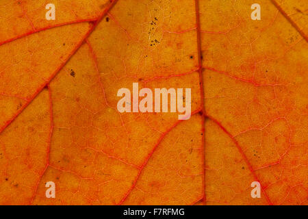 Norvegia (acero Acer platanoides) close up di foglie in arancione i colori autunnali che mostra le vene Foto Stock