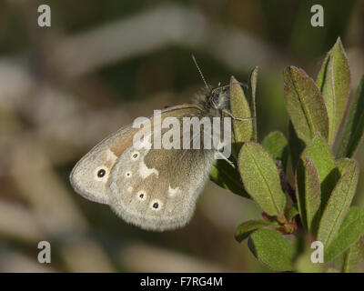 Grande Heath butterfly, ssp polydama Foto Stock