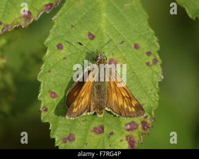 Grande Skipper butterfly, femmina Foto Stock