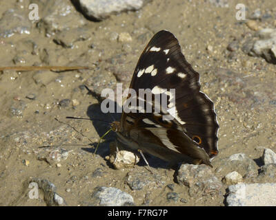 Viola imperatore butterfly, potabile femmina Foto Stock