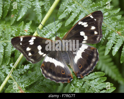 Viola imperatore butterfly, femmina Foto Stock