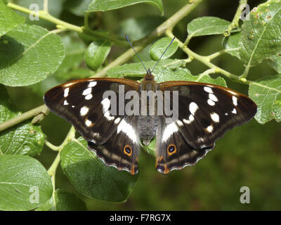 Viola imperatore butterfly, femmina Foto Stock