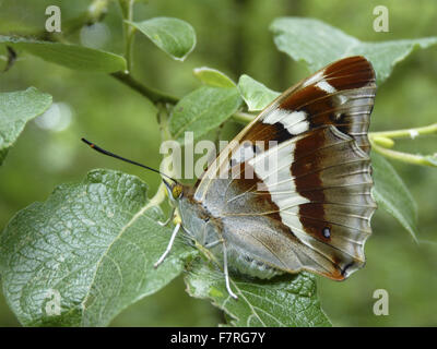 Viola imperatore butterfly, femmina inferiore. Foto Stock