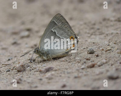 Viola Hairstreak butterfly, maschio lato inferiore Foto Stock