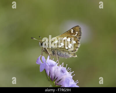 Argento-spotted Skipper, maschio a farfalla Foto Stock