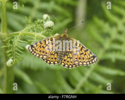 Piccola perla-delimitata Fritillary butterfly, femmina Foto Stock