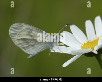 Legno farfalla bianca Foto Stock