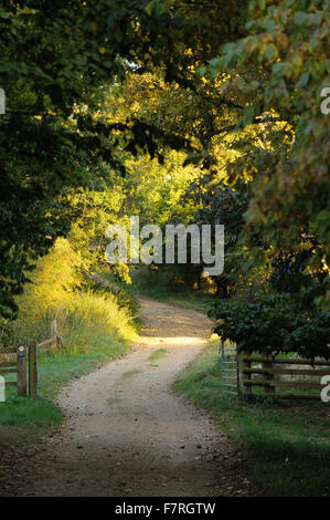 L'estate a Hidcote, nel Gloucestershire. Hidcote è una famosa in tutto il mondo delle arti e dei mestieri, giardino creato dalla American giardiniere grandi Lawrence Johnston. Foto Stock