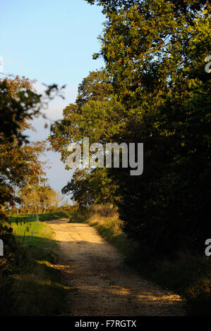 L'estate a Hidcote, nel Gloucestershire. Hidcote è una famosa in tutto il mondo delle arti e dei mestieri, giardino creato dalla American giardiniere grandi Lawrence Johnston. Foto Stock