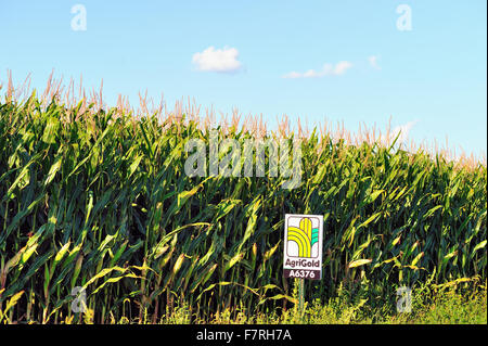 Matura stocchi di mais in una fattoria nel nord dell'Illinois non molto tempo prima del raccolto al fianco di un segno di alimentazione utilizzata sul campo. Hampshire, Illinois, Stati Uniti d'America. Foto Stock