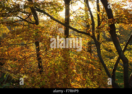 Autunno Belfast Minnowburn Shaws Bridge foglie degli alberi Foto Stock