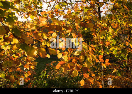 Autunno Belfast Minnowburn Shaws Bridge foglie degli alberi Foto Stock