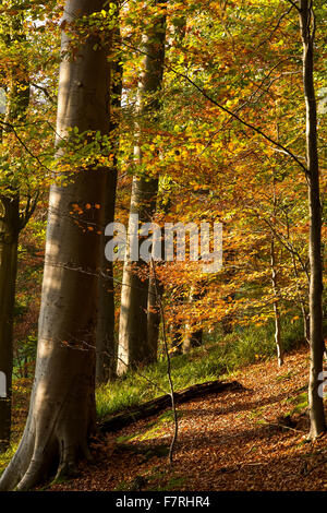 Autunno Belfast Minnowburn Shaws Bridge foglie degli alberi Foto Stock