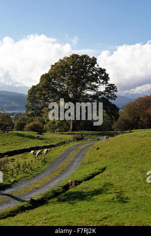 Footprint, Windermere, Cumbria. Le balle di paglia edificio a Footprint è stato costruito nel 2006 e ora fornisce una base per le persone di riconnettersi con la natura e di esplorare i grandi spazi aperti nella zona tranquilla di Santa Caterina di legno. Foto Stock