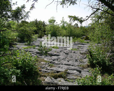 Pavimentazione di pietra calcarea, con la successione di bosco Foto Stock