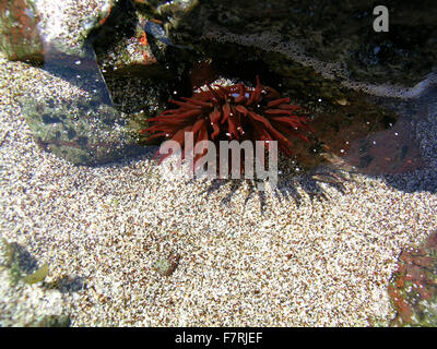 Beadlet anemone, in una piscina di roccia, Lizard Point Foto Stock