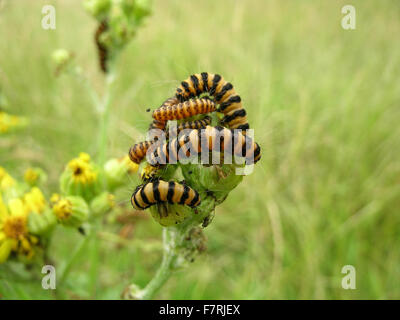 Il cinabro moth bruchi su erba tossica Foto Stock