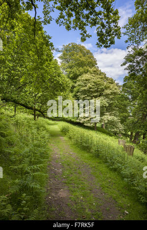 Brown a piedi a Dinefwr, Carmarthenshire, Galles. Dinefwr è una riserva naturale nazionale, dimora storica e residenza del XVIII secolo landscape park, che racchiude un medievale Deer Park. Foto Stock