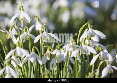 Snowdropes crescono nel giardino di Kingston Lacy, Wimborne Minster, Dorset Foto Stock