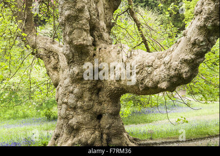 Giant tulip tree, liriodendron tulipifera, piantato da Alfred Fox sopra il Cherry Orchard a Glendurgan Garden, Cornwall. Glendurgan era descritto dai suoi creatori, quaccheri Alfred e Sarah Fox, come 'small della pace [sic] del cielo sulla terra". Foto Stock