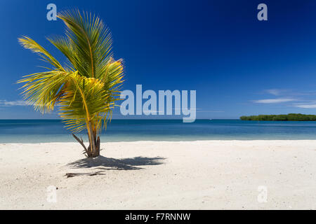 Solo Palm tree stagliano contro blu mare dei Caraibi a beach resort di Roatan, Honduras Foto Stock