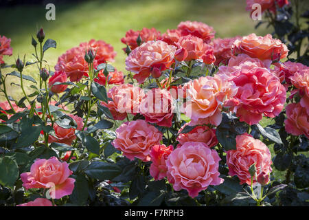 Il Giardino delle Rose in estate a Cliveden, Buckinghamshire. Annidato in alto sopra il fiume Tamigi con viste panoramiche sulla campagna del Berkshire, questi giardini cattura la grandezza di un'era andata. Foto Stock