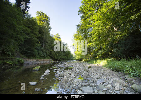 I visitatori in estate presso Allen Banche e Staward Gorge, Northumberland. Si tratta di un 250 ettari con una gola profonda e la più grande zona di antichi semi-bosco naturale del Northumberland. Foto Stock