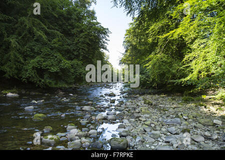 I visitatori in estate presso Allen Banche e Staward Gorge, Northumberland. Si tratta di un 250 ettari con una gola profonda e la più grande zona di antichi semi-bosco naturale del Northumberland. Foto Stock