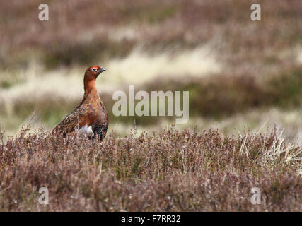 Red Grouse, maschio su heather moorland Foto Stock