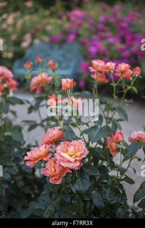 Il Giardino delle Rose in estate a Cliveden, Buckinghamshire. Annidato in alto sopra il fiume Tamigi con viste panoramiche sulla campagna del Berkshire, questi giardini cattura la grandezza di un'era andata. Foto Stock