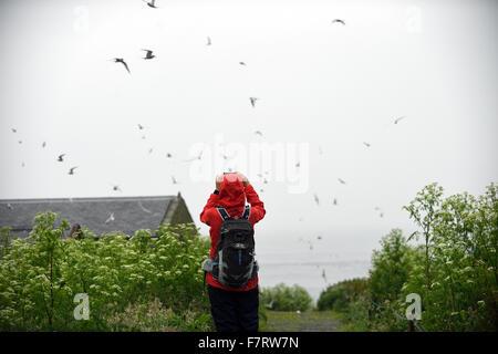 Un visitatore a fotografare gli uccelli in farne Islands, Northumberland. Il farne Islands ha 23 specie di nidificazione di uccelli marini, tra cui migliaia di pulcinelle di mare. Foto Stock